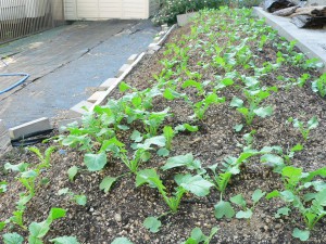 大根の発芽