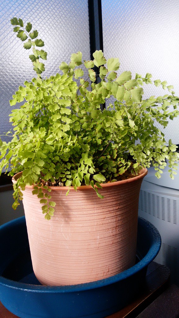 アジアンタム２