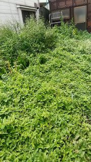 キリギリスの棲家