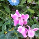 夏のシクラメン