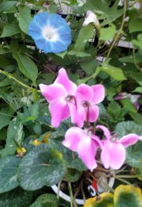 夏のシクラメン